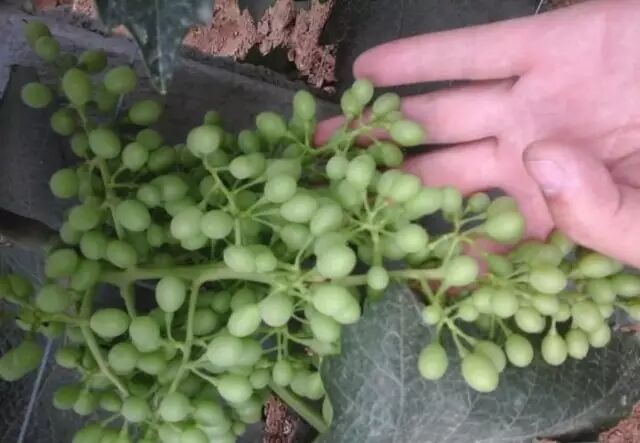 ���Ѳ�������ԭ��