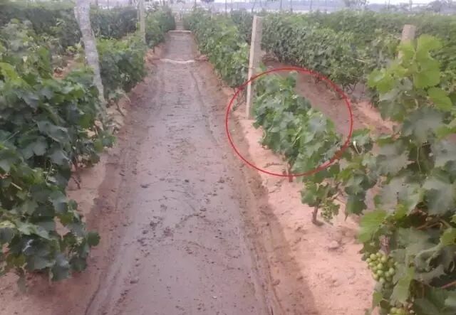 ���Ѳ�������ԭ��