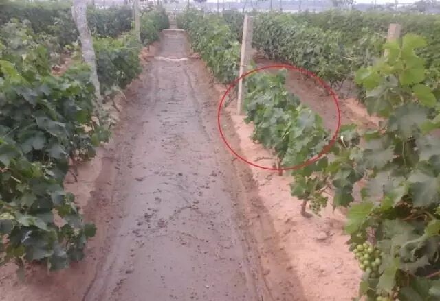 ���Ѳ�������ԭ��