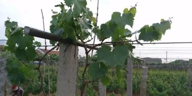 ���Ѳ�������ԭ��