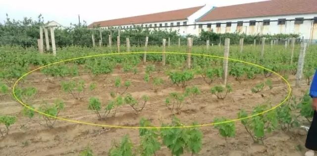 ���Ѳ�������ԭ��