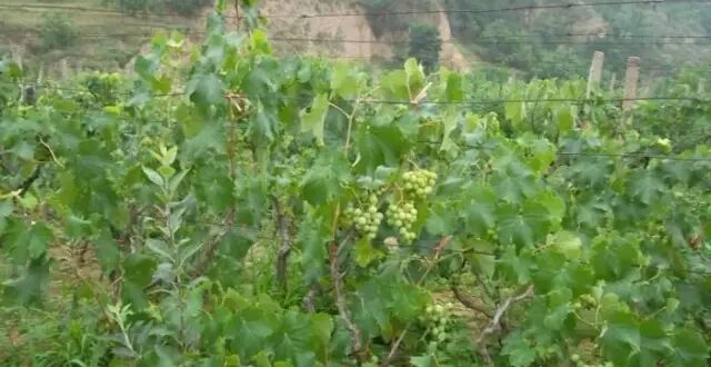 ���Ѳ�������ԭ��