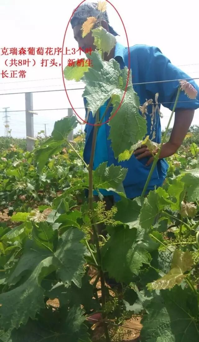 ���Ѳ�������ԭ��