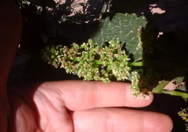 ���Ѳ�������ԭ��