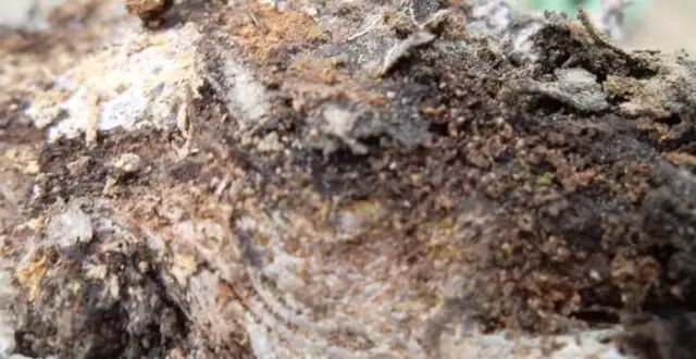 ���Ѳ�������ԭ��