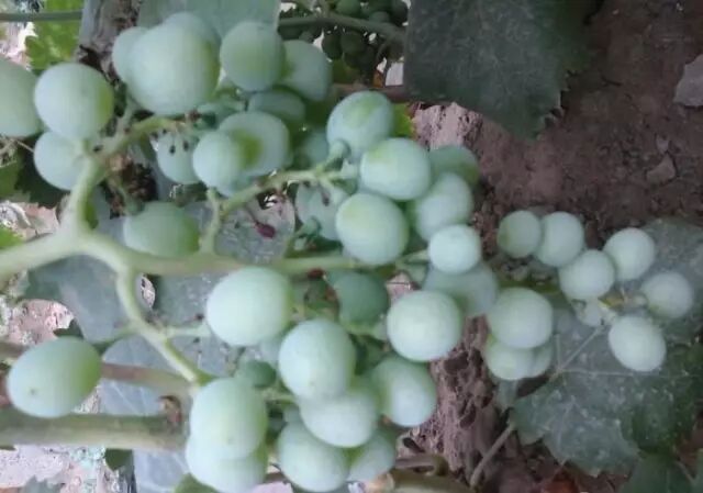 ���Ѳ�������ԭ��