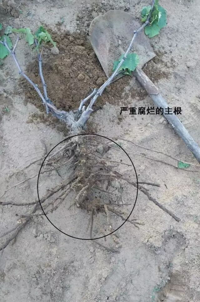 ���Ѳ�������ԭ��