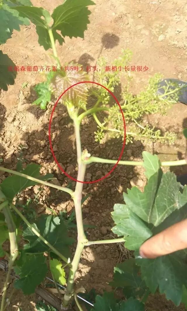 ���Ѳ�������ԭ��