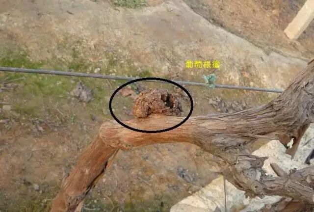 ���Ѳ�������ԭ��