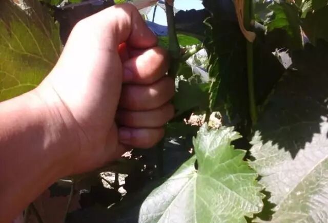 ���Ѳ�������ԭ��