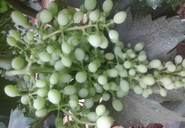 ���Ѳ�������ԭ��