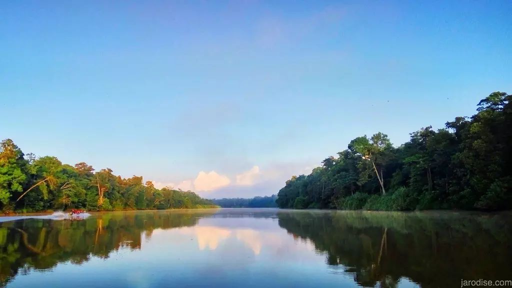 美丽的Kinabatangan River