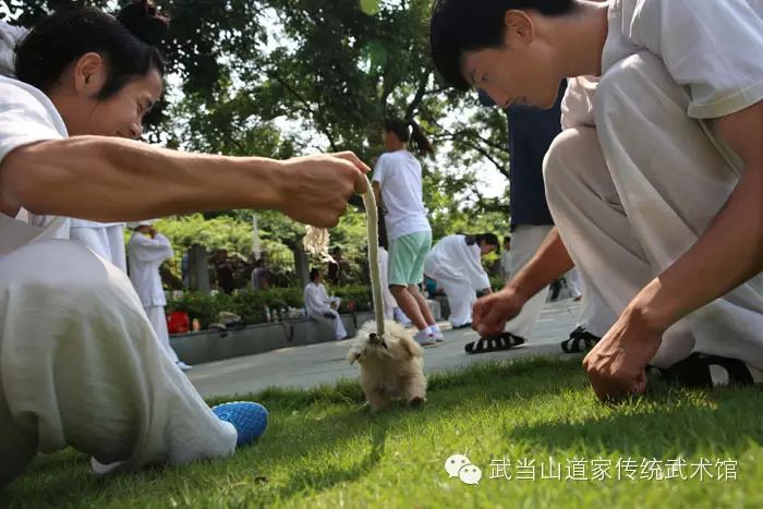 [多图]萌物当道,小狗MIMI的故事!