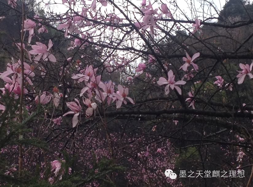 赏花食花 二月山家 墨麒 新浪博客