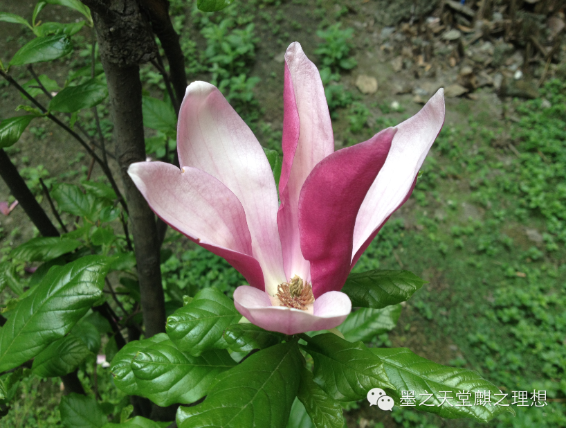 赏花食花 二月山家 墨麒 新浪博客