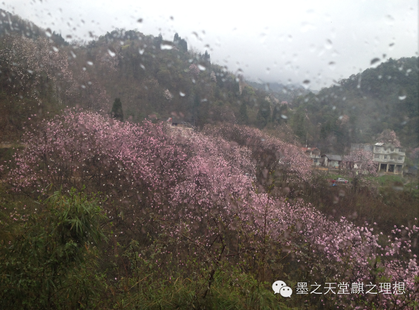 赏花食花 二月山家 墨麒 新浪博客