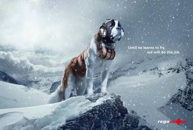 用狗狗做广告，既可温情也可搞笑