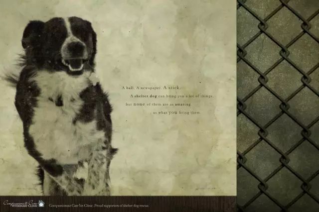 用狗狗做广告，既可温情也可搞笑