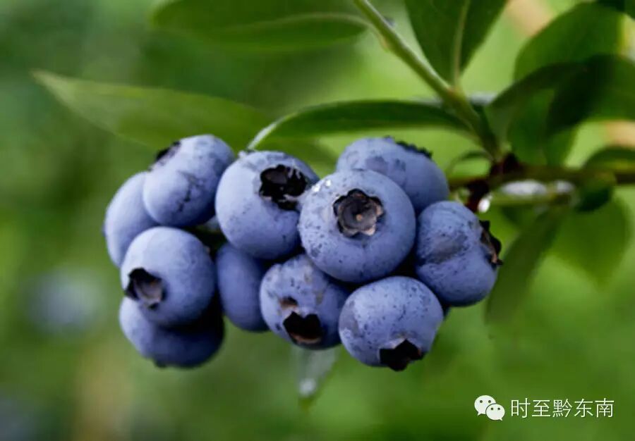 我们一起了解蓝莓详情