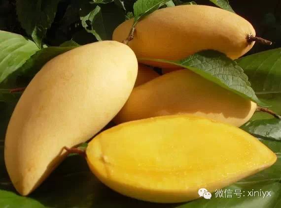 澳大利亚上市的芒果种类大全,你最喜欢吃哪一种?
