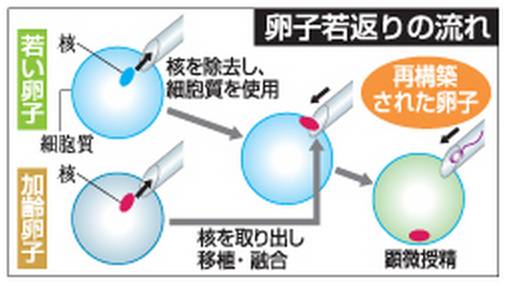 卵子回春法 高龄卵子老化问题的世界级新技术研发进程 目前研发阶段 日本好孕网