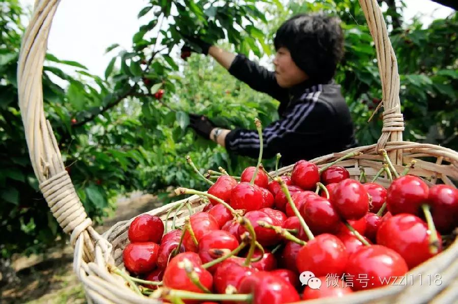 冷链物流设计咨询