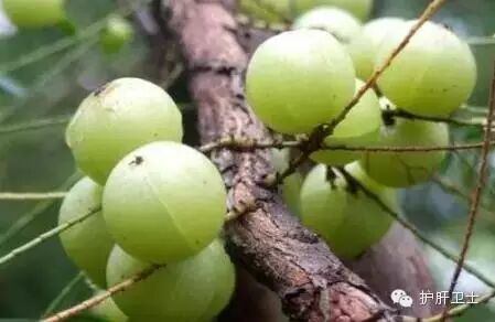 国内外公认的7种抗乙肝食物