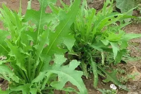 国内外公认的7种抗乙肝食物