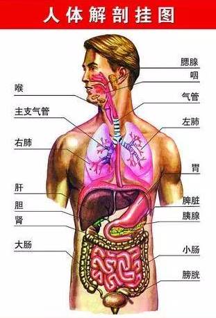 中医五脏 一起来看看心肝脾肺肾是如何工作的