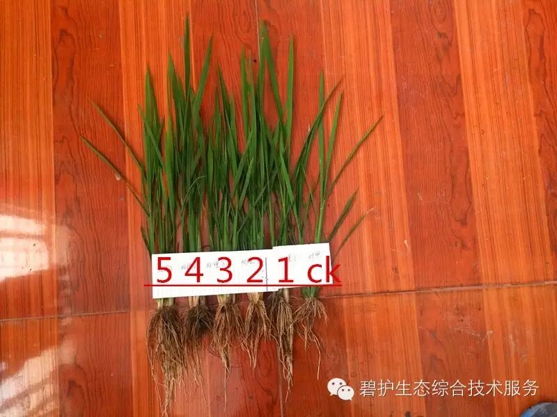 ��ʱѶ����������ũ�ѱ̻�ˮ������ǰհ