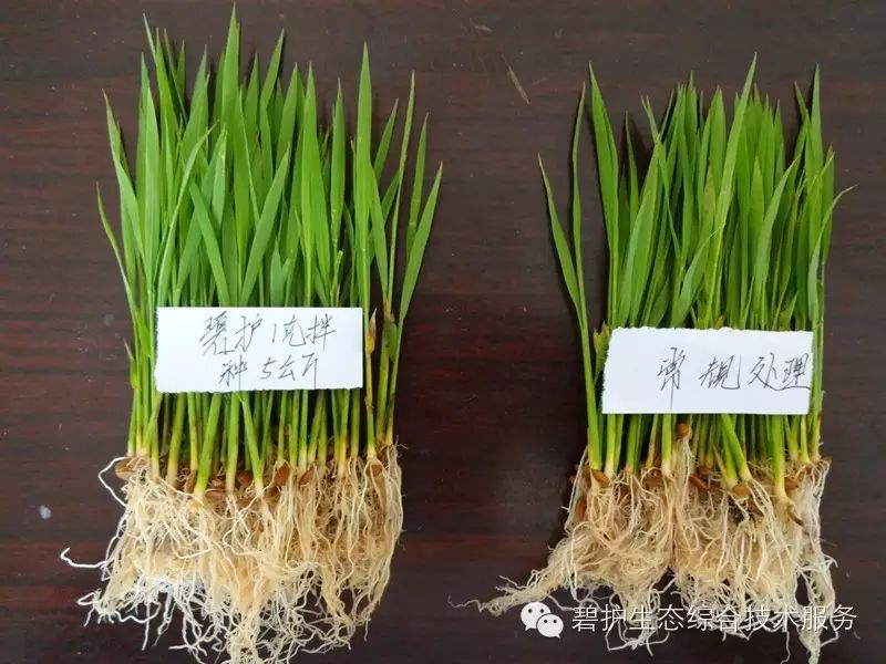 【时讯报道】江苏农垦碧护水稻增产前瞻