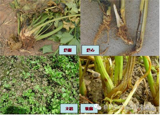 ������ũʱͨ��Ҫ���۲��ֵĺ�__�̻��ۺϼ����ٲ��ˣ�