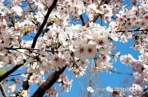中原首届樱花节将在鄢陵盛大开幕 为您打造一场樱花盛宴