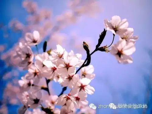 中原首届樱花节将在鄢陵盛大开幕 为您打造一场樱花盛宴