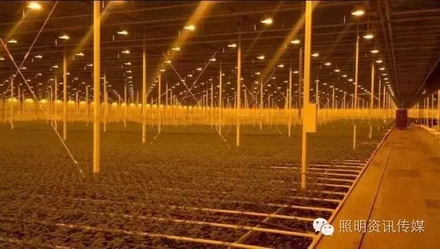 天雄 · 观察 | 氙气灯-植物生长照明应用