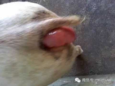 春季需谨防导致猪脱肛的几大原因 母猪网