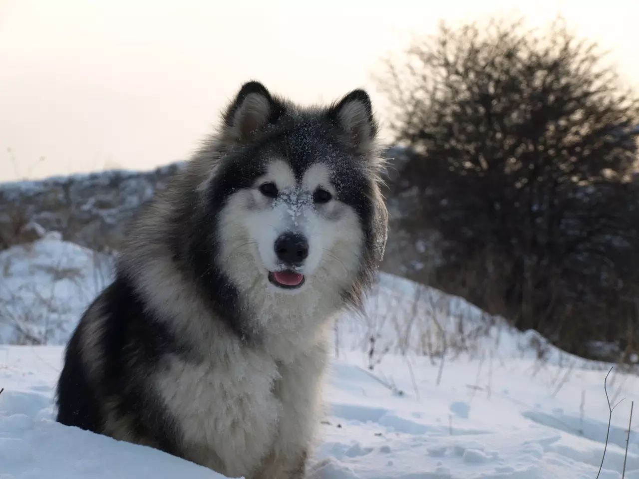 Alaskan Malamute 阿拉斯加雪橇犬——铁汉柔情丨主流狗