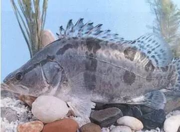 石家庄鱼价格交流群 钓技钓法 桂花鱼好吃不好钓啊 怎么办