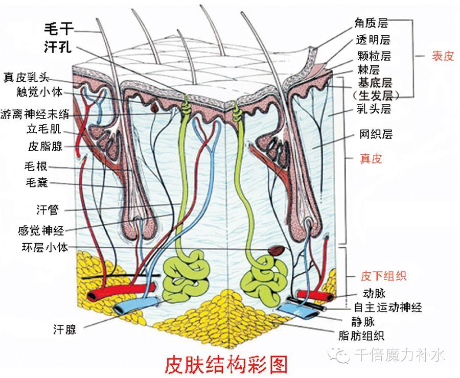 为什么喝了很多水 皮肤依然很干燥 大健康管理 新浪博客