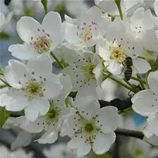 微信公众平台编辑器寂寞空庭梨花满地文章模板素材