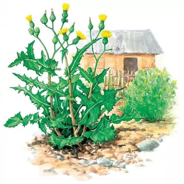 二十四节气丨小满