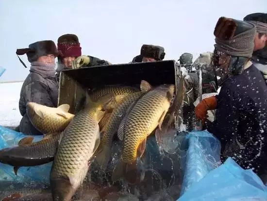 雪国的童话世界 - jianchun605 - 神马骑士 雪国的童话世界 - jianchun605 - 神马骑士