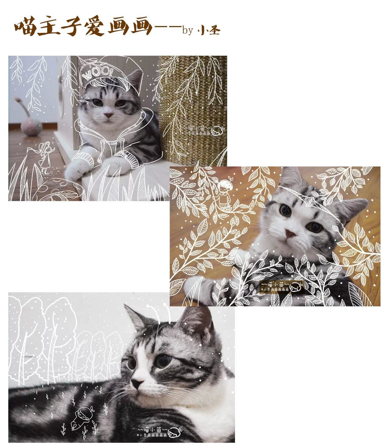 小圣：一只画画的铲屎官