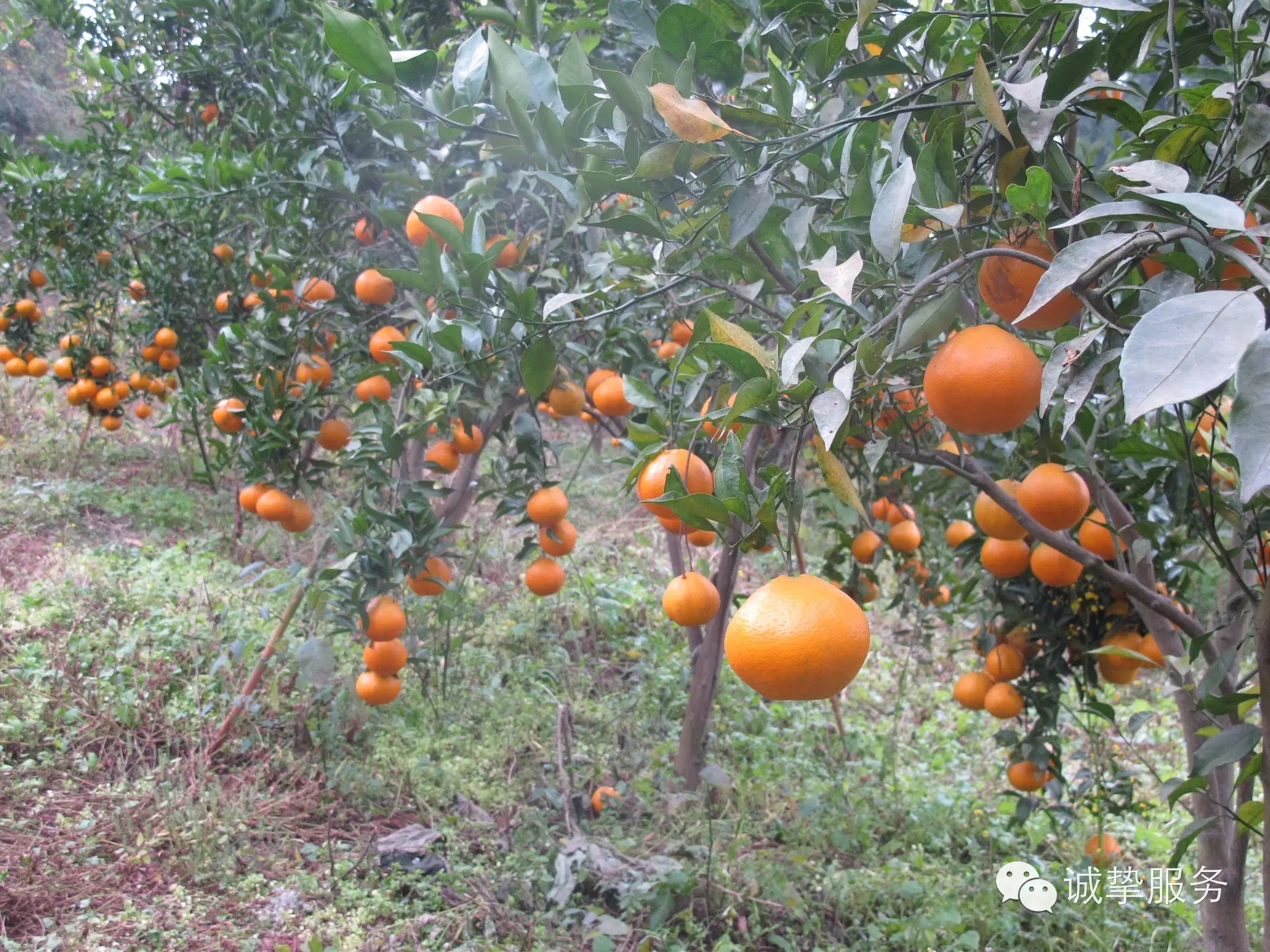 土鸡、土鸡蛋、无公害的蔬菜水果我们都有(图5)