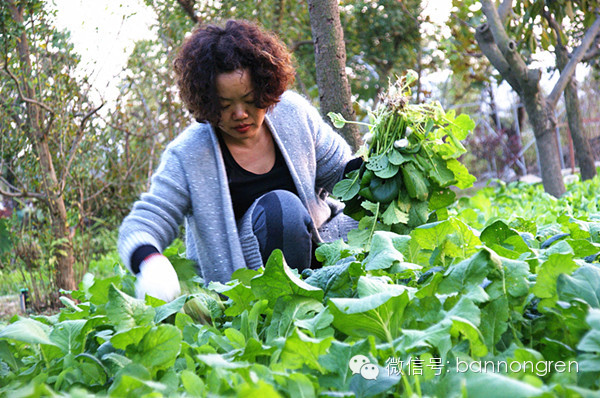 板蓝根 传统退热中草药 野菜王国 新浪博客