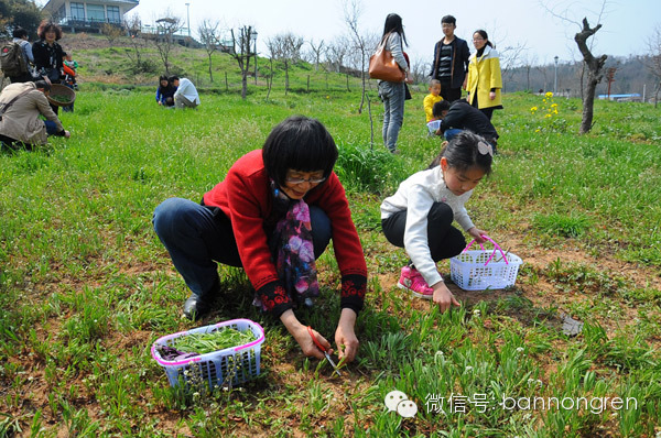 南报网 溧水丽山音乐农场举行 野菜节 游客称 长见识 野菜王国 新浪博客