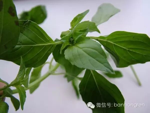 野菜百科 这是一种可以当蔬菜来食用的中药 野菜王国 新浪博客
