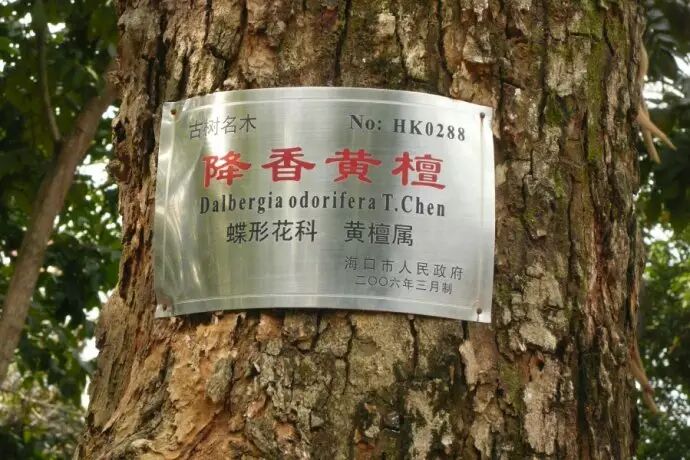价值5亿黄花梨木家具图片
