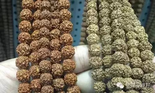 这么全的金刚菩提知识，到底该不该收藏呢！ - 中华文玩网 - 中华文玩网的博客
