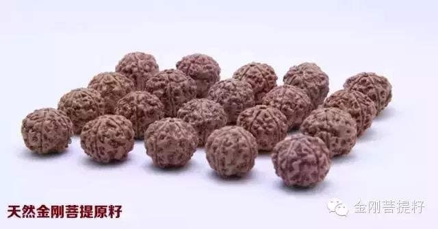 这么全的金刚菩提知识，到底该不该收藏呢！ - 中华文玩网 - 中华文玩网的博客